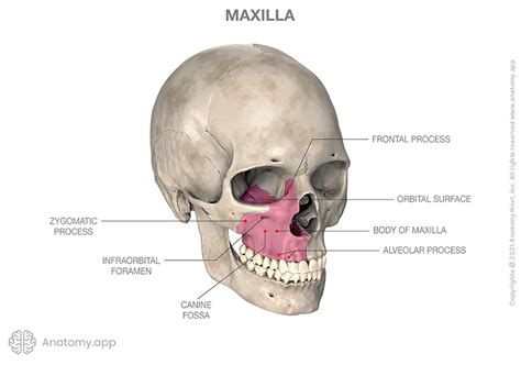 Zygomatic Bone Maxillary Process