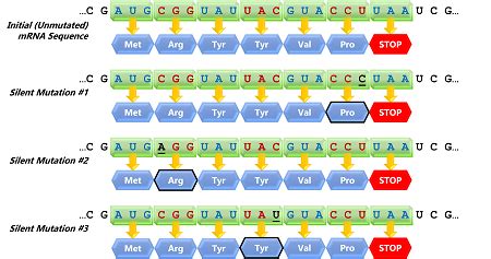 Silent Mutation | Definition & Examples - Lesson | Study.com