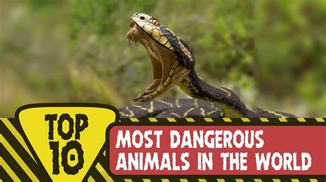 Top 10 Most Dangerous Animals