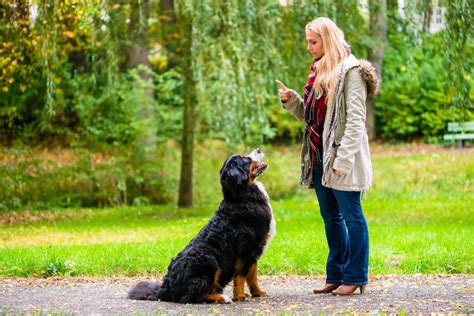 Incorporating Basic Obedience Into Every Day Life | Dog training ...