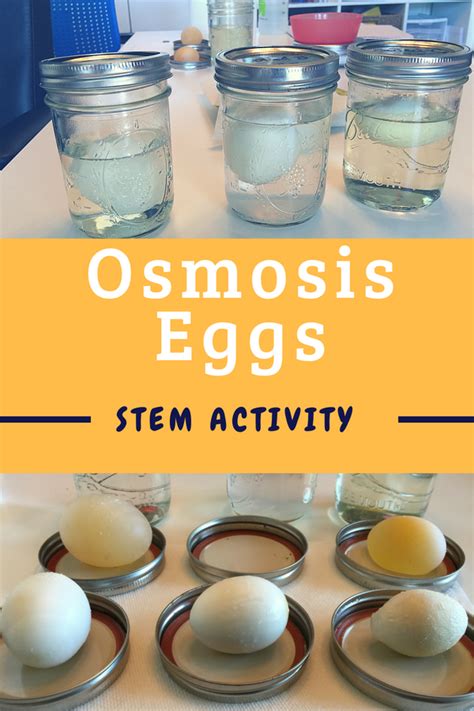 Osmosis Egg Experiment. Hands-on Osmosis Lab. | Biology experiments, Egg experiments, Lab activities