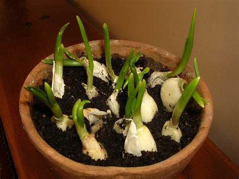 Growing Garlic Indoors | Subtropical Gardening