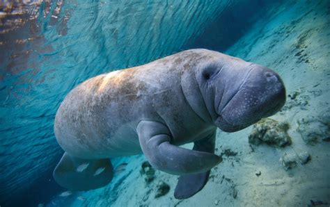 Why did sea cows go extinct? Steller's sea cow, Dugong & Manatees ...