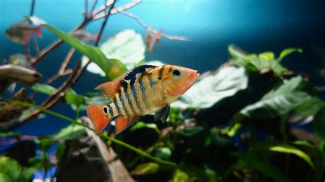 Exotic Freshwater Fish - Aquarium Dimensions