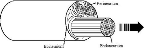 Separation of endo-and epi-/perineurium. For biochemical studies,... | Download Scientific Diagram