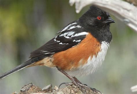 Des Moines Feed & Nature Center - Towhees Habitat & More