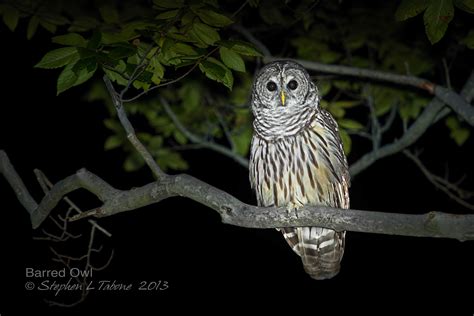 an owl sitting on top of a tree branch in the dark at night with its eyes closed