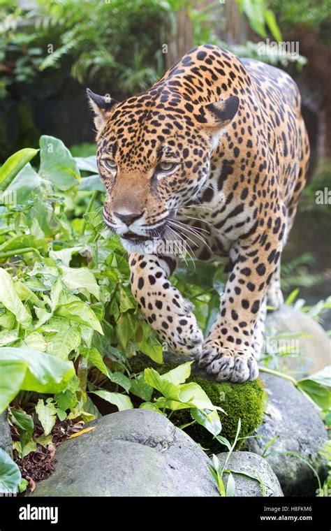 Jaguar hunting in Costa Rica Stock Photo - Alamy