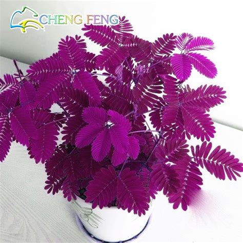 big sale! 30pcs, Sensitive plant mimosa, mimosa bonsai, sensitive plants Bashful grass plants ...