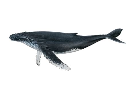 Whale PNG, Blue, Whale Cute Sea Fish Animals Picture Free Download - Free Transparent PNG Logos