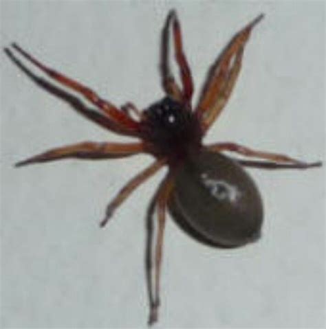 Broad Faced Sac Spider | Spider, Insects, Arthropods