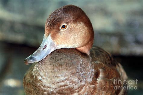 Female Redhead Duck Photograph by Randy Matthews