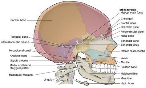 The Skull | Anatomy and Physiology I | | Course Hero