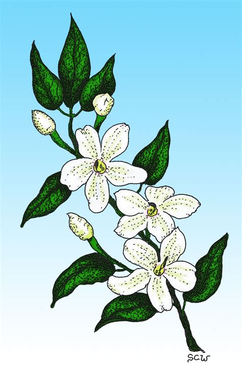 A Beautiful Choose Jasmine Flower Drawing - DIARY DRAWING IMAGES