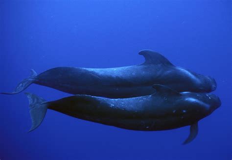 Pilot whale | Habitat, Size, & Facts | Britannica