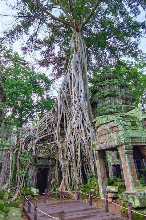 The Ultimate Siem Reap Adventure Tour | Temples - Trees and Floating Villages [with Ta Prohm ...