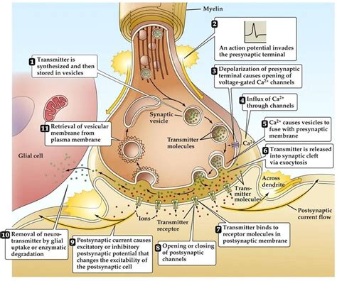 Neurone - Physiopedia