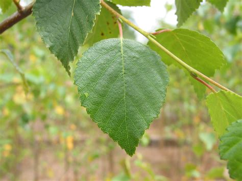 Downy birch - How To Grow Trees