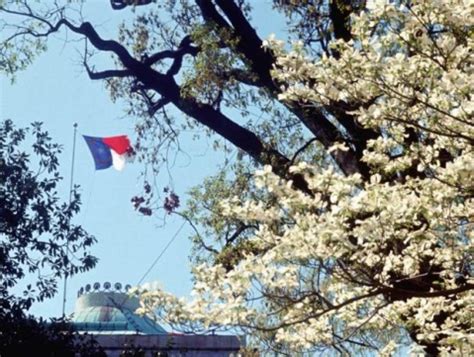 Blossom of Dogwood Tree Official State Flower | NC DNCR