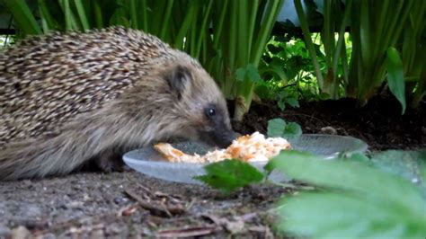 Wild hedgehog eating (fullHD video) - YouTube