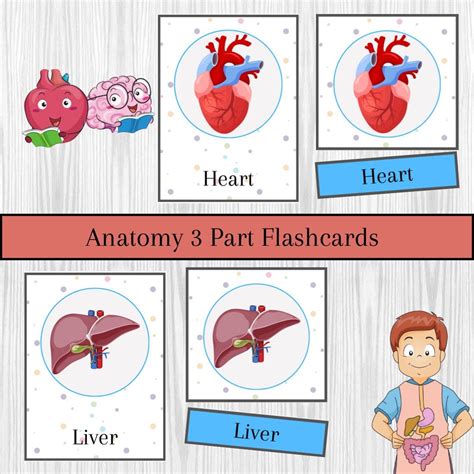 Anatomy Printable Flashcards for Preschool and Kindergarten Three-part ...