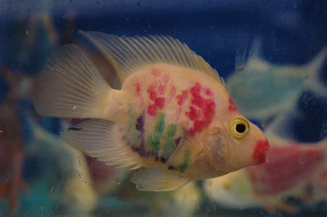 Cichlid Research Home Page: Parrot Cichlids