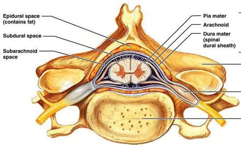 Meninges in spinal cord | Spinal cord, Spinal nerve, Spinal