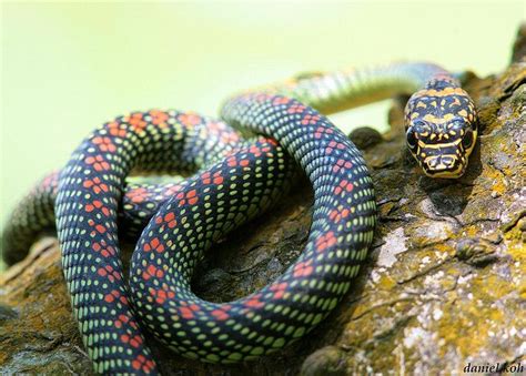 Paradise Tree Snake by hiker1974, via Flickr | Wildlife photography ...