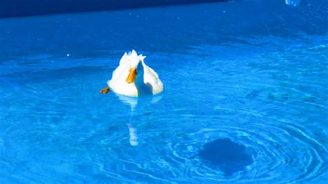 Duck in the swimming pool - Animals & Birds - FineWallpapers.Eu | Pet birds, Swimming pools, Pool