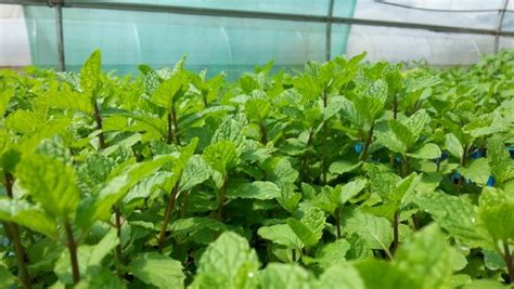 How to grow mint - Best conditions, Planting and Harvesting Mint