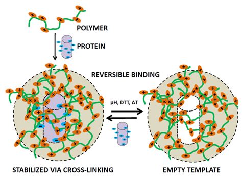 Polymers | Free Full-Text | Polymer Directed Protein Assemblies | HTML