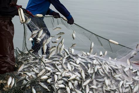 Study links freshwater fish with 'forever chemicals'