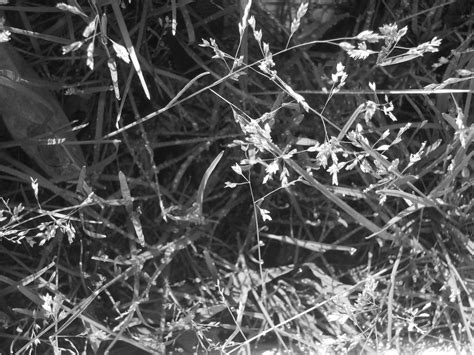 Grass,texture,b&w,black white,grass texture vii - free image from ...