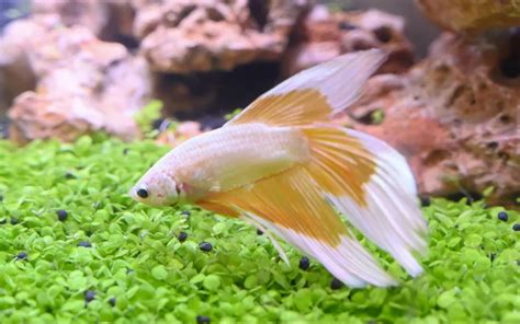 10 Male Betta Fish Tank Mates (With Pictures) - AquariumNexus