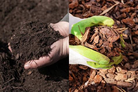 Black Mulch Vs. Brown Mulch Pros & Cons: Which Is Better?