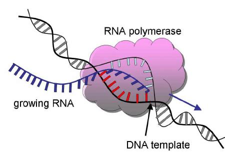 A schematic picture of the DNA transcription process. | Download ...