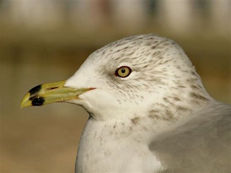 The Eye of the Seagull Photograph by Jenny Regan