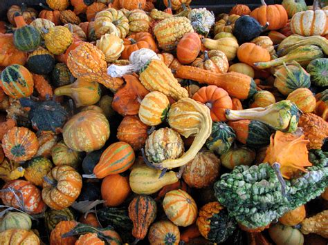 Gourd Seeds for Sale | Grow Your Own Decor & Crafts – Sow Right Seeds