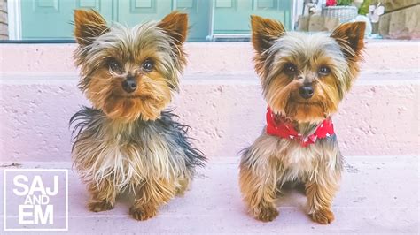 Teacup Yorkies Full Grown