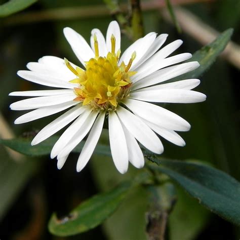 Power of the Flower: Flat-Topped White Aster