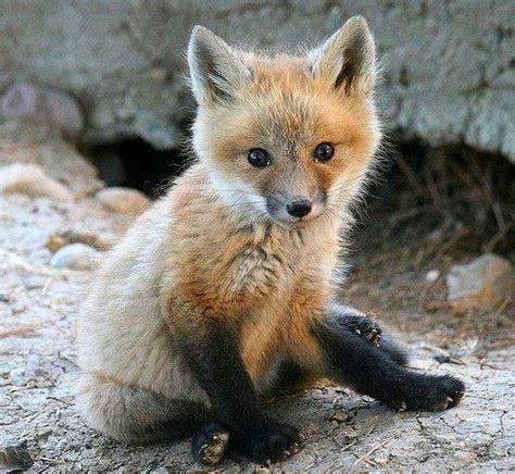 Red Fox Cub | Foxes | Pinterest | Baby Foxes, Foxes and Babies