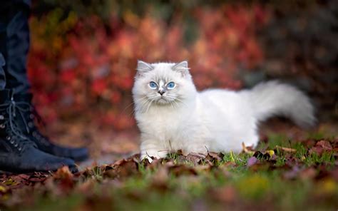 Download wallpapers Ragdoll, фгегьт, blue eyes, kittens, cats for ...