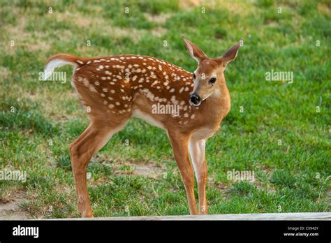 White-tailed deer fawn with spots Stock Photo, Royalty Free Image ...