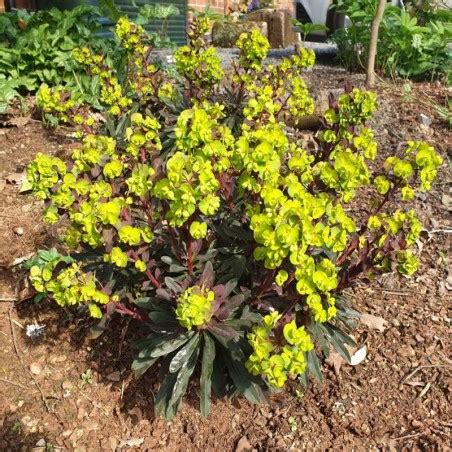 Euphorbia amygdaloides 'Purpurea' (Wood Spurge)