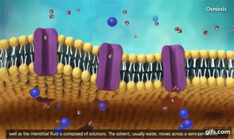 Membrane Transport in Cells Symport, Antiport, Co transport [Animation] animated gif