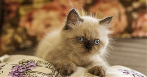 Himalayan Cat Breed Complete Guide - Wiki Point