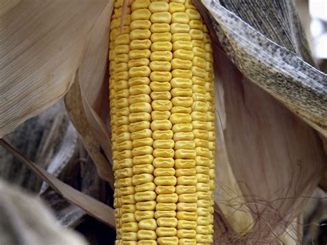 Genetically Modified Corn Helps Common Kind, Too | WBUR News