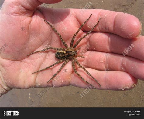 Huge Wolf Spider Hand Image & Photo (Free Trial) | Bigstock