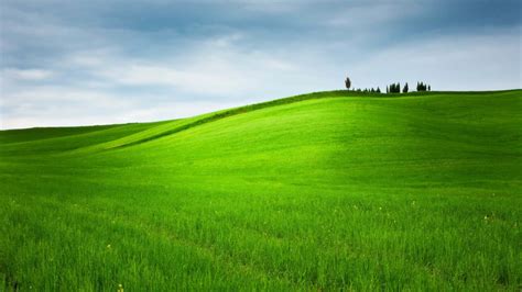 Download Green grass background to rejuvenate your mood | Wallpapers.com