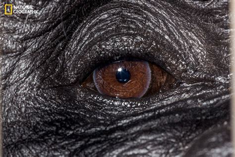 These Extraordinary Close-Up Photos Of Animal Eyes Look Out Of This World | Animal close up ...